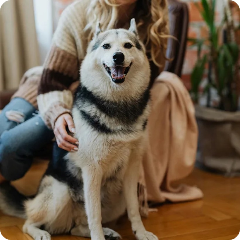 Dog before Barktive